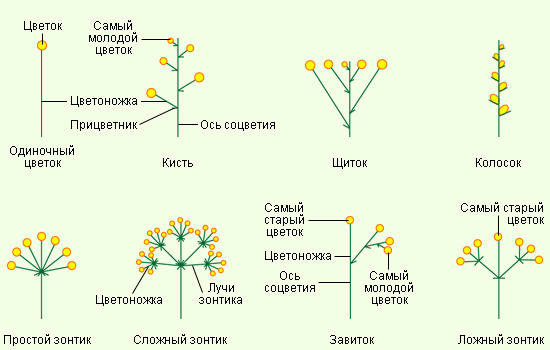 Типы цветков схема Типы цветков схема